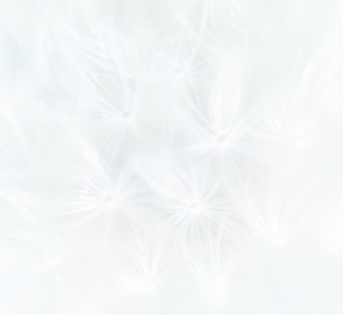 Delicate white floral patterns on soft background.
